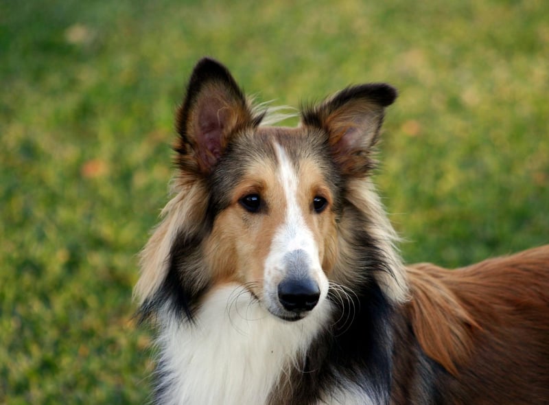 The Shetland Sheepdog is another dog that has been bred to herd sheep, meaning teaching it to simply 'sit and stay' should be easy.