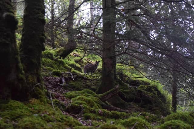 A wild wallaby in the woods on the island. The animals were brought to Inchconnachan in the 1940s by a local aristocrat. PIC: Contribute.