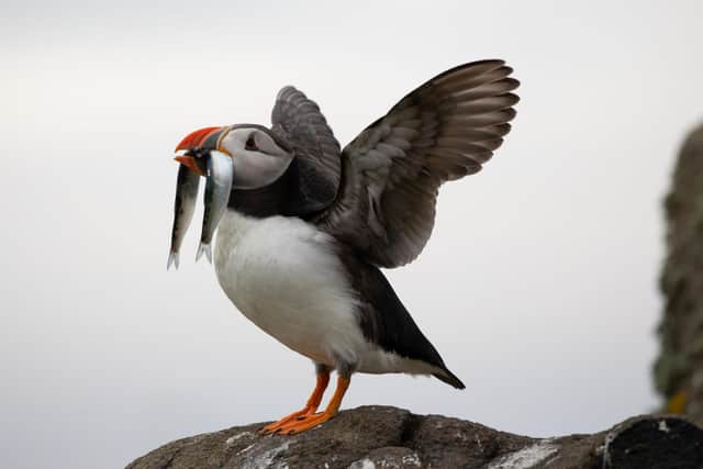 The Atlantic Puffin has been named one of the world's most at risk species by the WWF. Found across the Scottish coast and islands, these beautiful birds are in peril due to overfishing, volatile weather events due to climate change, and global warming threatening the extinction of their main source of food, the sandeel