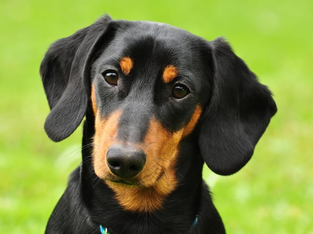 Both the smooth haired and long haired varieties of Dachshund live for between 12-17 years - with one record-breaker called Chanel reaching the age of 21.