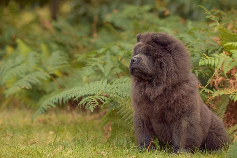 Numerous celebrities have owned Chow Chows over the years - including Elvis Presley, Martha Stewart, Janet Jackson, Mario Balotelli and K-pop star Park Junhee.