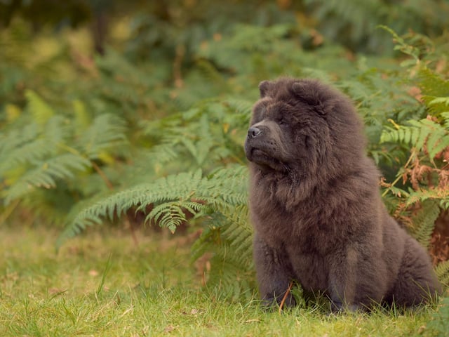 Numerous celebrities have owned Chow Chows over the years - including Elvis Presley, Martha Stewart, Janet Jackson, Mario Balotelli and K-pop star Park Junhee.