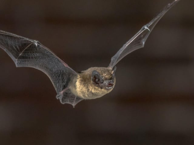 June is when baby bats are born, with preganant females making the most of warmer weather to form maternity roosts - gathering in huge numbers to give birth in safety. If you spot a bat it's most likely to be the soprano pipistrelle - a common sight darting around the sky catching insects at dusk. There are a numer of other types to spot though - it's thought that at least nine of the 17 UK species of bat can be seen north of the border.