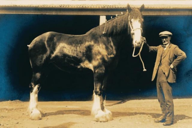 Reported to weigh a ton and be the largest working horse in the world at that time, Robert Barr bought the Clydesdale Carnera (named after the boxing champion Primo Carnera) from a Perth farmer in 1930. This horse was able to carry roughly 60-70 dozen bottles that weighed around three tons.