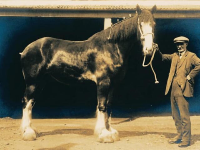 Reported to weigh a ton and be the largest working horse in the world at that time, Robert Barr bought the Clydesdale Carnera (named after the boxing champion Primo Carnera) from a Perth farmer in 1930. This horse was able to carry roughly 60-70 dozen bottles that weighed around three tons.