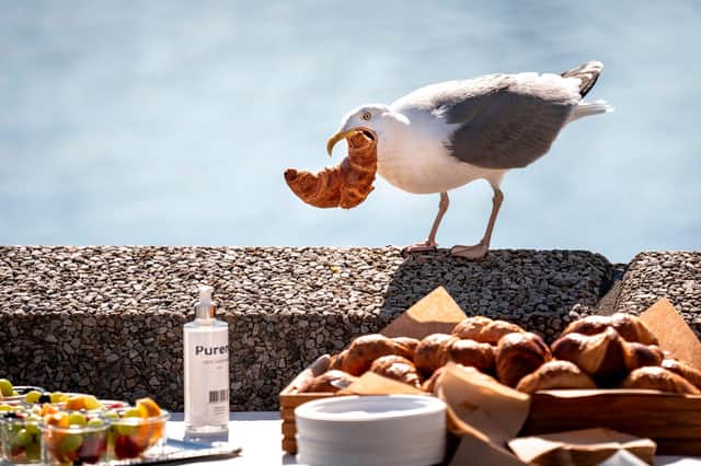 New research suggests gulls' intelligence may have been under-estimated (Picture: Mads Claus Rasmussen/Ritzau Scanpix/AFP via Getty Images)