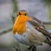 There are plenty of things that we can do to help wildlife thrive during the cold weather - Animal News Agency