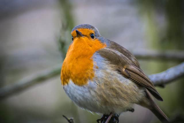 There are plenty of things that we can do to help wildlife thrive during the cold weather - Animal News Agency