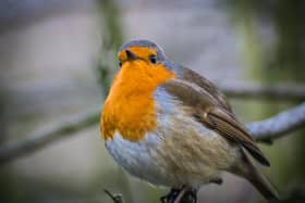 There are plenty of things that we can do to help wildlife thrive during the cold weather - Animal News Agency
