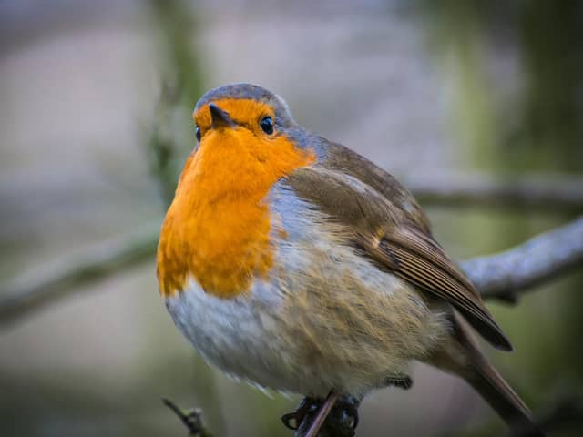 There are plenty of things that we can do to help wildlife thrive during the cold weather - Animal News Agency