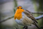 There are plenty of things that we can do to help wildlife thrive during the cold weather - Animal News Agency