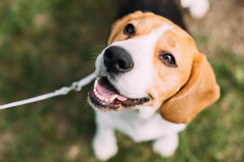 A more compact size family hound, Beagles tend to get on very well with children and love to play.