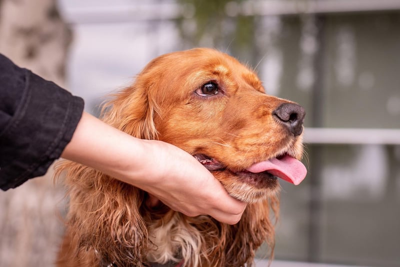 Particularly well-suited to supporting children with mental health challenges, the Cocker Spaniel is a sweet and consistant companion with long, silky, therapeutic fur.