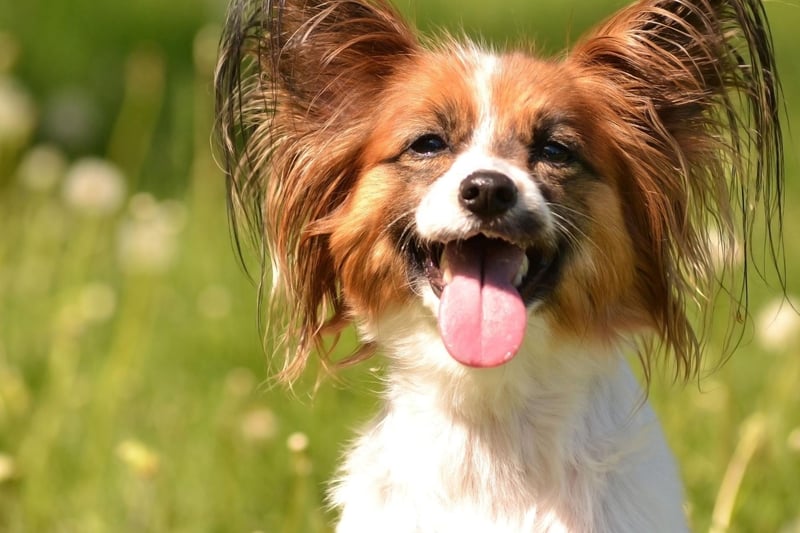Papillons come in a huge variety of colours - with combinations of black, brown, red, lemon, sable, white and tan. In order to be classed as a Papillon though, there must be at least some white in the dog's coat.