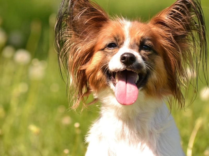 Papillons come in a huge variety of colours - with combinations of black, brown, red, lemon, sable, white and tan. In order to be classed as a Papillon though, there must be at least some white in the dog's coat.