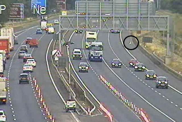 M74: A swan has caused disruption on a Scottish motorway as it attempts to cross the road