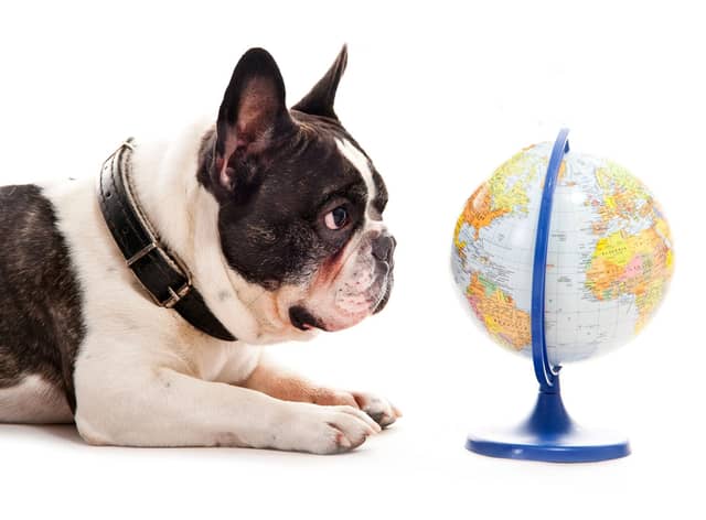 Where on Earth is it best to be a dog?