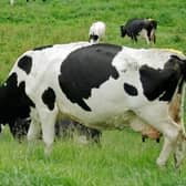Livestock farming is one of the most dangerous occupations globally.