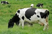 Livestock farming is one of the most dangerous occupations globally.