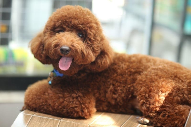 All three sizes of poodle - Standard, Miniature and Toy - tend to stay in good health, with lifespans of up to 18 years, and joint and eye issues only tending to affect older dogs.