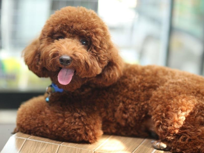 All three sizes of poodle - Standard, Miniature and Toy - tend to stay in good health, with lifespans of up to 18 years, and joint and eye issues only tending to affect older dogs.