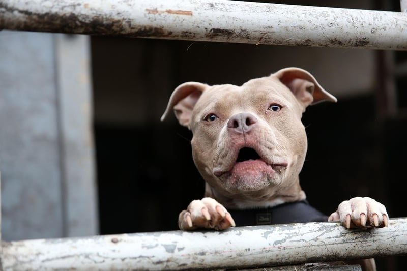 Another hugely popular choice in the UK, the Staffordshire Bull Terriers were originally bred to fight and make brave, compact muscular and tenacious guard dogs. They are also incredibly loyal and loving.