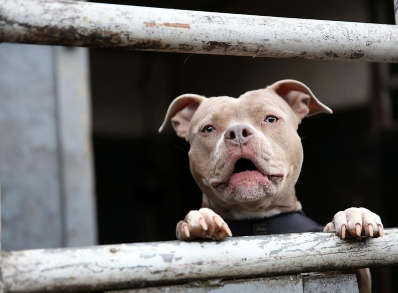 Another hugely popular choice in the UK, the Staffordshire Bull Terriers were originally bred to fight and make brave, compact muscular and tenacious guard dogs. They are also incredibly loyal and loving.
