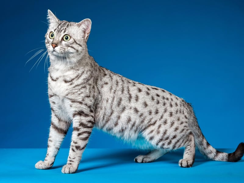A beautiful, with a gorgeous coat. They love attention are often live for well over a decade.
