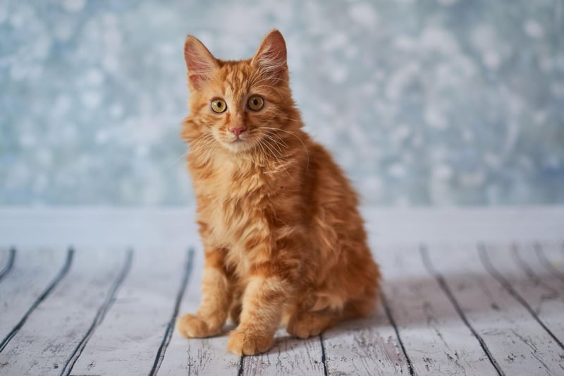 The American Bobtail breed of cat is an athletic with many traits similar to a dog - believe it or not! They are talkative, confident and very friendly.