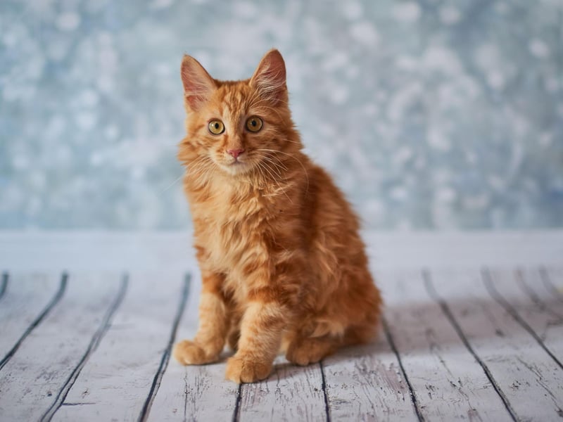 The American Bobtail breed of cat is an athletic with many traits similar to a dog - believe it or not! They are talkative, confident and very friendly.