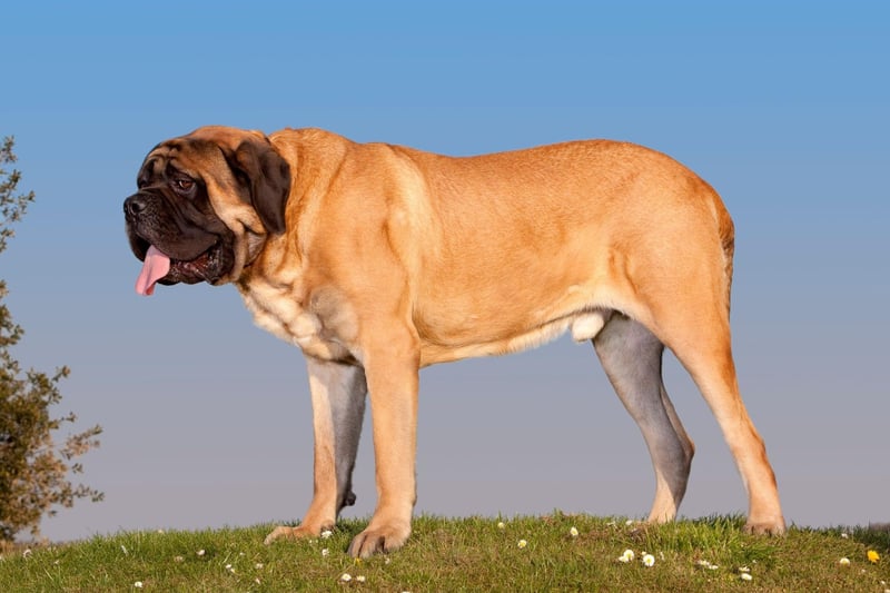 The English Mastiff is officially the largest dog in the world. According to the Guiness Book of Records - a dog called Zorba weighed in at 142.7 kg and stood 27 inches high in 1981.