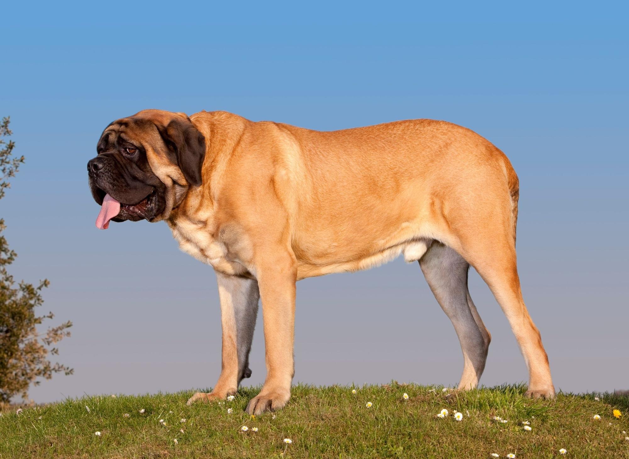 how tall is the worlds largest dog