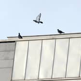 Pigeon number have fallen at the Scottish Parliament    Pic Ian Rutherford
