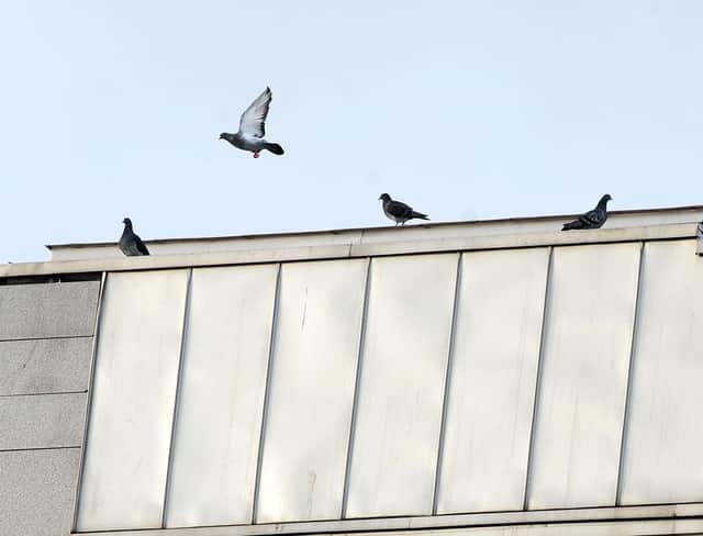 Pigeon number have fallen at the Scottish Parliament    Pic Ian Rutherford