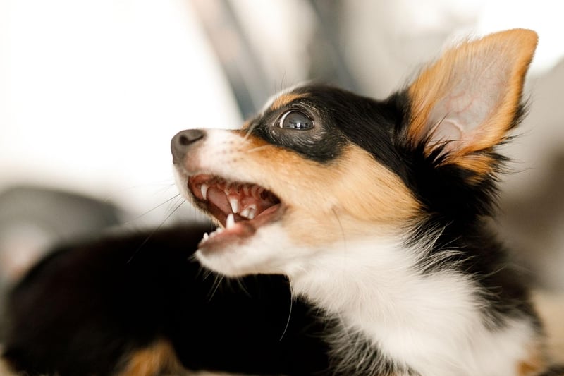 A big dog in a small dog's body, it's not unusual for a Chihuahua to bark pretty much continuously - often for no other reason than they are bored.