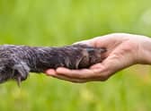 Certain breeds of dog have all the attributes required to make great emotional support animals.