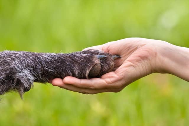 Comforting Dogs: Here are the 10 best breeds of adorable dog for owners  struggling with their mental health - including the loving Labrador  Retriever 🐶 | The Scotsman