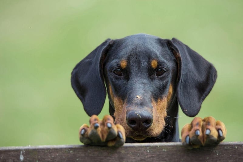 The Dobermann has a bite force for this dog is 229 psi and makes a great watch dog - although they are a breed best avoided by families with young children.