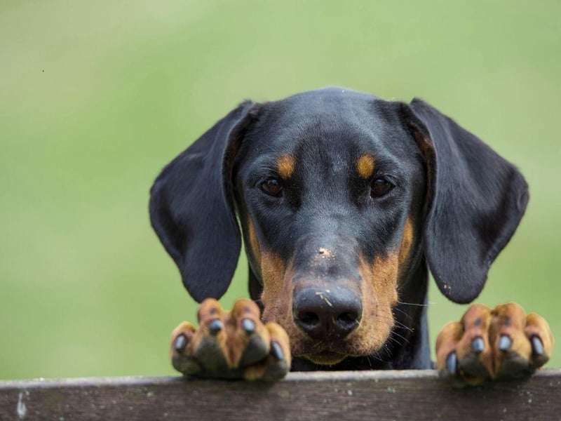 The Dobermann has a bite force for this dog is 229 psi and makes a great watch dog - although they are a breed best avoided by families with young children.