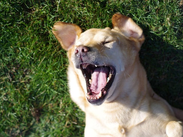 The Labrador Retriever is the most popular breed of dog in the UK and apparently has fairly mainstream musical tastes. A bit of pop and rock is what these lovable pups like.