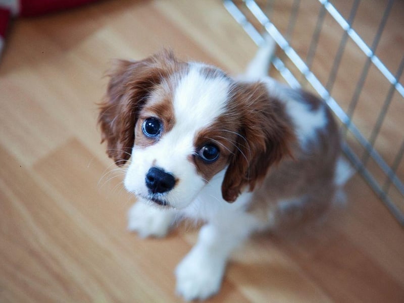 With the Cavalier KIng Charles Spaniel it's a case of feast or famine - either they are hoovering up any food they can get their paws on, or they're refusing to eat. Set mealtimes and strict portion control is important to get this breed into a well-established routine.