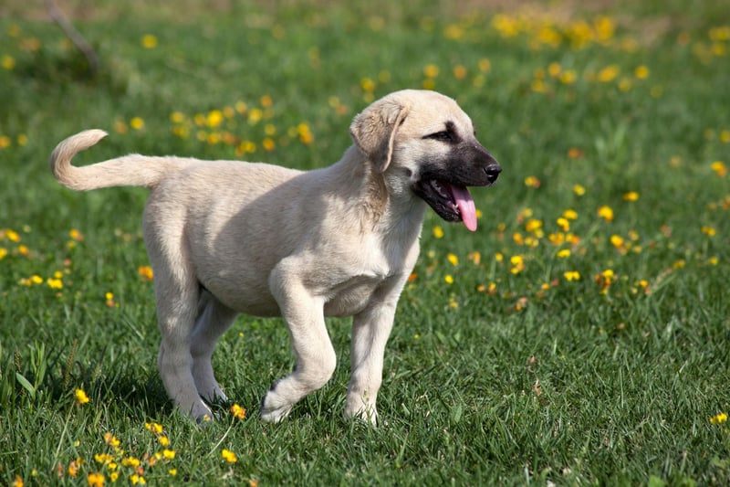 The Kangal has the strongest bite of any breed of dog - a hefty 743 psi. This makes them particularly good at guarding livestock from predators in their native Turkey, but the breed is also known to be a great family dog if properly trained, getting on particularly well with children.