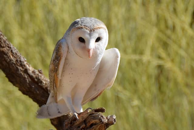 The barn owl can be seen over fields and grasslands looking for its next small mammal meal.