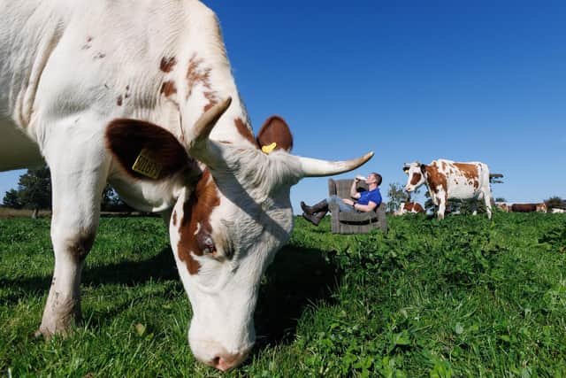 Cows at Mossgiel Organic Farm, Mauchline, East Ayrshire.
