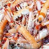 SeaFest Peterhead is a new seafood festival taking place in the north-east of Scotland this month