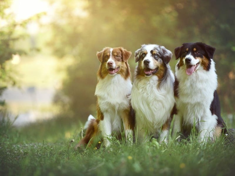 They may be an unusual breed in the UK, but the Brittany is a smart dog that is easy to train. These pups tend to respond more to the carrot than the stick, so you'll want to make sure your pet knows it will get a reward if it behaves.