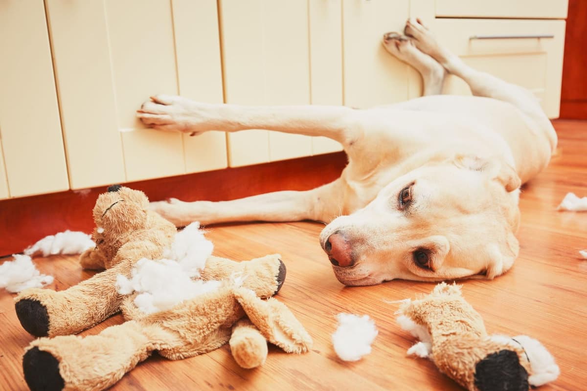 Misbehaved Dogs Dog Crimes 2024: The 10 most common bits of dog bad behaviour