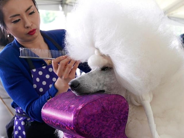 Young Choi grooms her Standard Poodle during the (Toy, Terrier and Non-Sporting) Breed Judging at the 146th Westminster Kennel Club Dog Show.