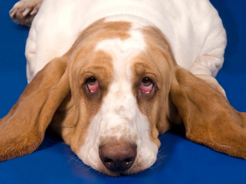 From the speedy to the sedentary, we get to the slowest canines. Often struggling to reach speeds of more than 5mph, the Bassett Hound will only be motivated to go slightly faster if it picks up a particularly interesting scent.
