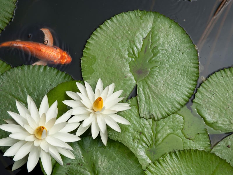Fish are incredibly popular pets - another four million of us have a outdoor fish pond.